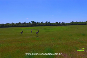 800 Hectares.00_01_48_08.Quadro009_97f6a10e0dc250fe2b5d033745d474aec0bf741d.png